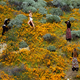 Image for article titled California’s colorful super blooms, in pictures